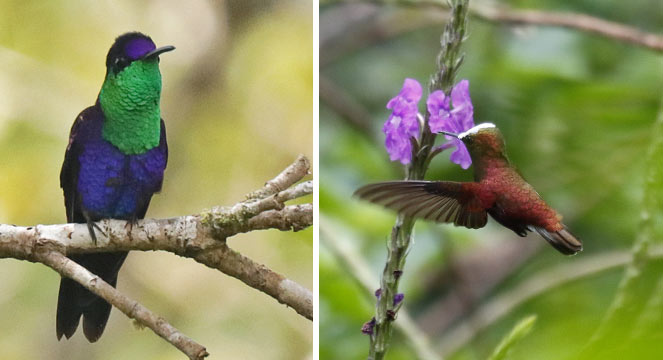 Hunt for Hummingbirds, Turrialba Valley, Rancho Naturalista