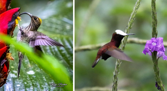 Hunt for Hummingbirds, Turrialba Valley, Rancho Naturalista