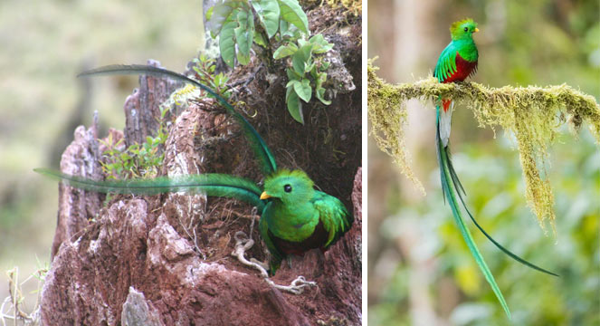 Quetzal, Montana de Monteverde