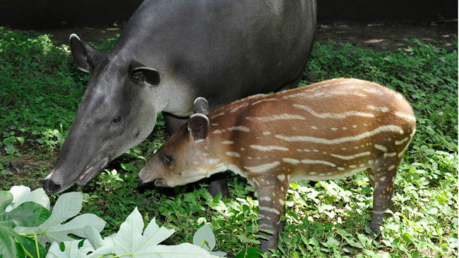Tapirus Lodge