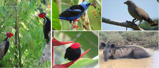 Birding Drake Bay