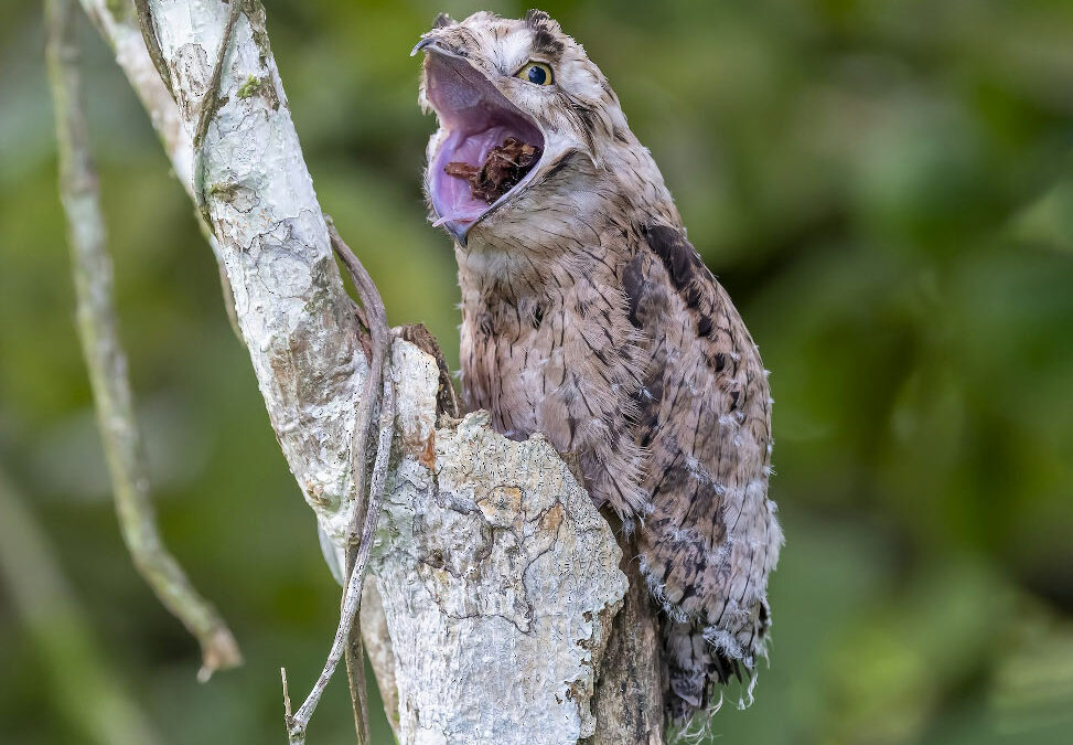 Birding Drake Bay Costa Rica – A complete Guide