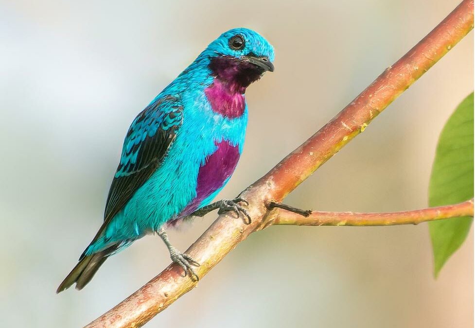 Birding the Southern Zone of Costa Rica – A Complete Guide