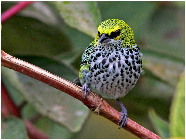 Birdwatching Costa Rica's Southern Zone