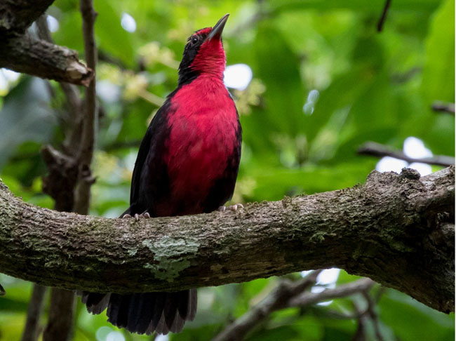 Bird spotted on the Southern Zone of Costa Rica