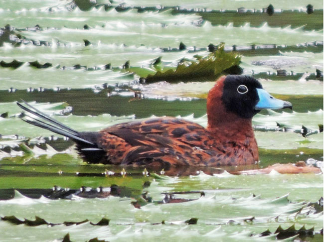 Bird Watching the Southern Zone of Costa Rica