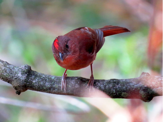 Birding Piedras Blancas National Park