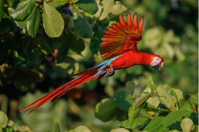 Macaw on Costa Ricas Southern Zone