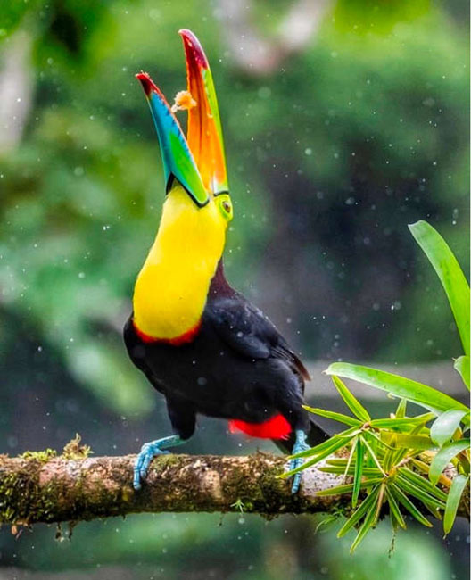 Toucan at Marino Ballena National Park