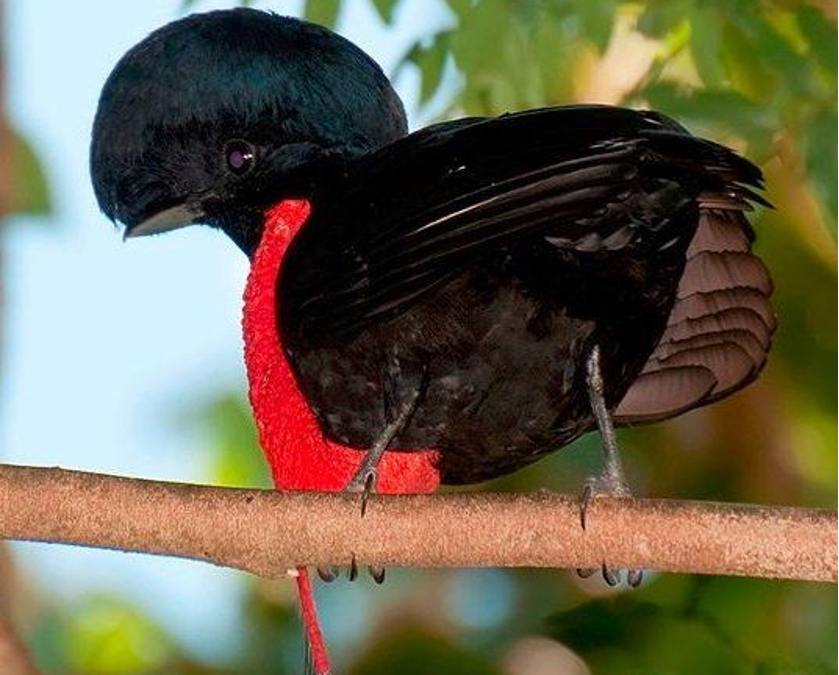 Birding Bijagua de Upala Costa Rica – A Complete Guide