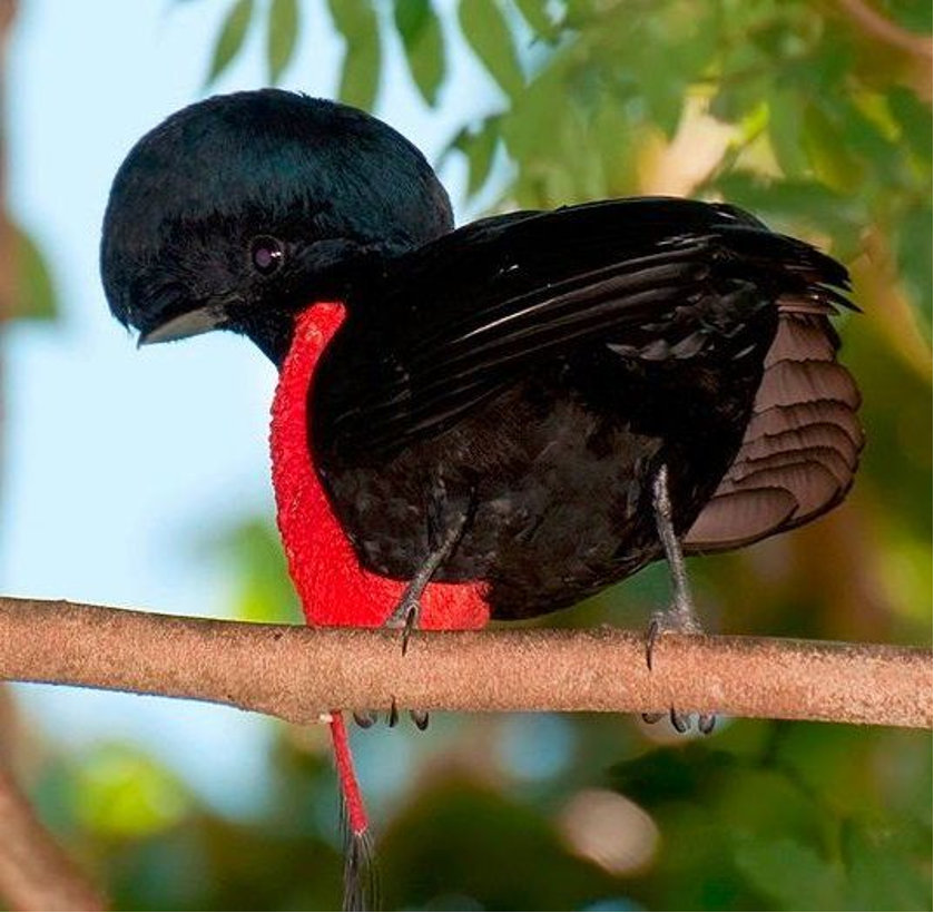 Birding Bijagua Upala