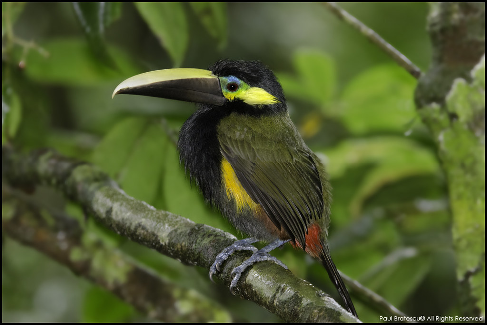 birding bijagua upala Picture2