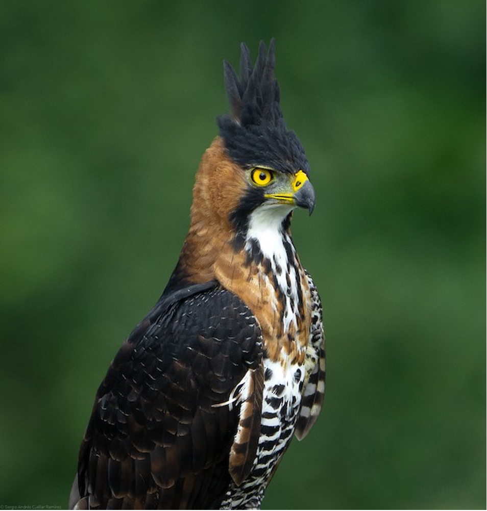 birding bijagua upala Picture3