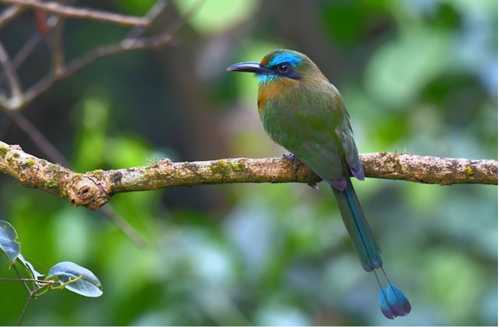 birding bijagua upala Picture4