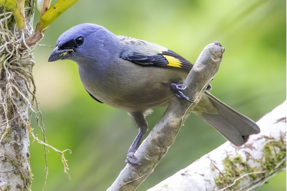 birding bijagua upala Picture5