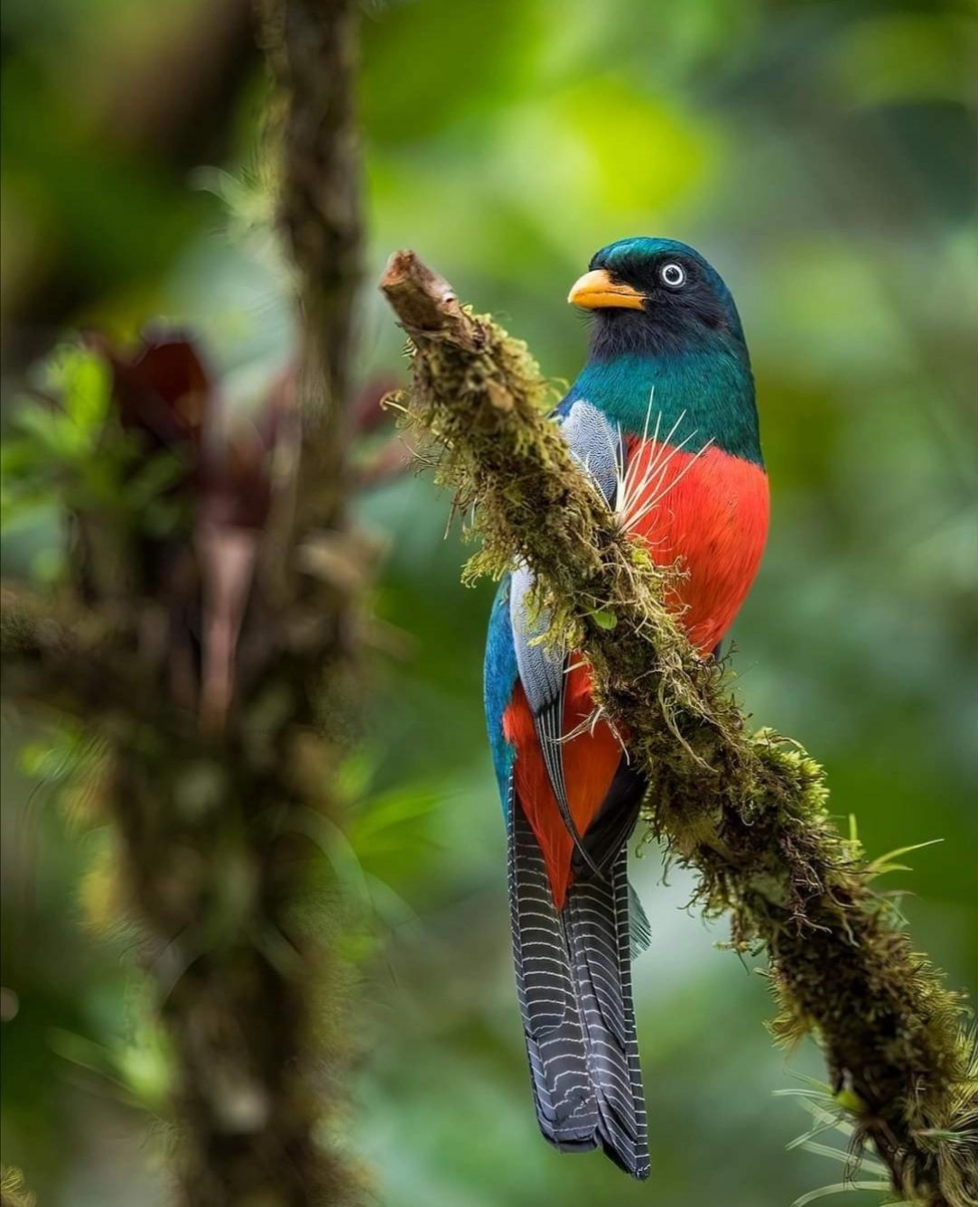 birding bijagua upala Picture6