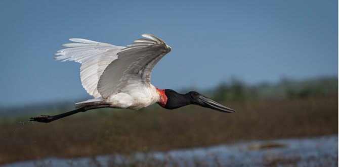 Birding the North Pacific of Costa Rica