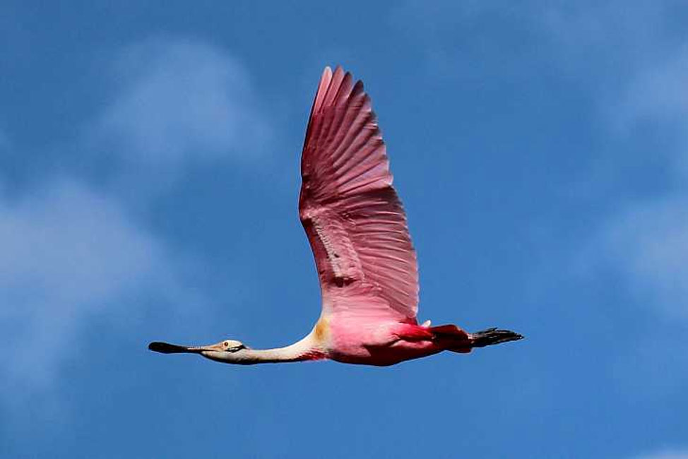 Birding North Pacific Costa Rica