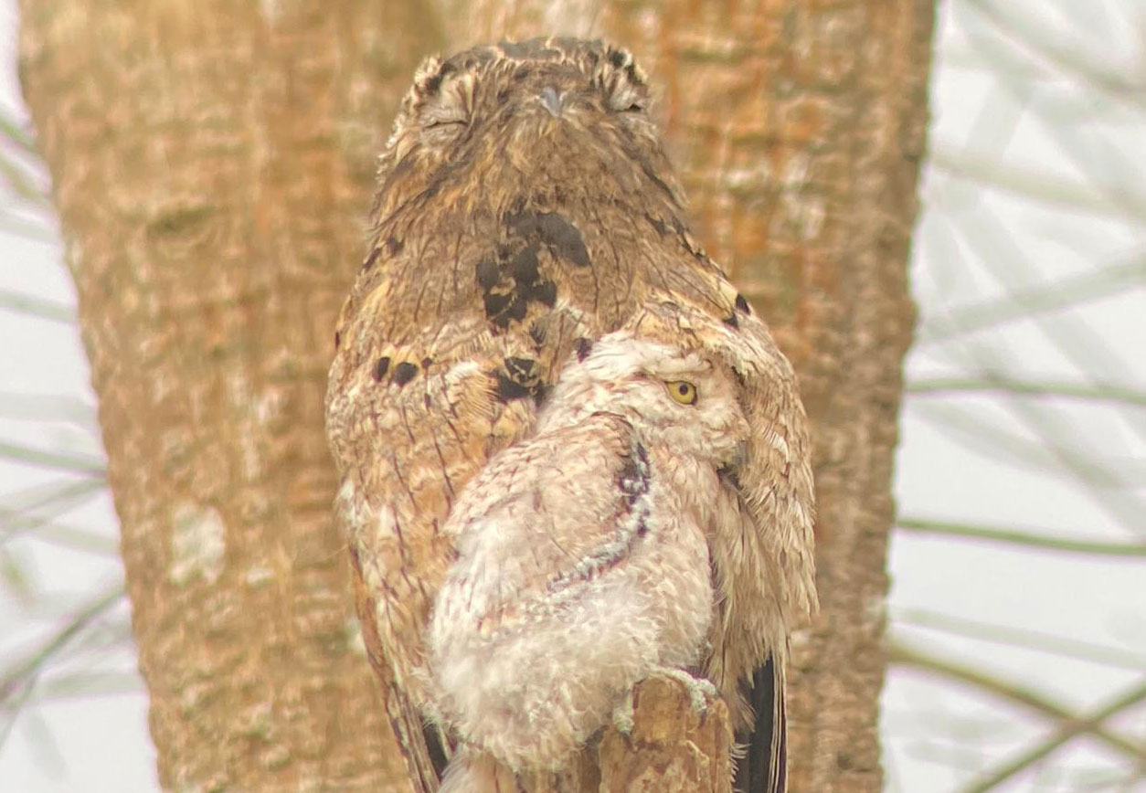 What is the best time of year for birdwatching in Costa Rica?