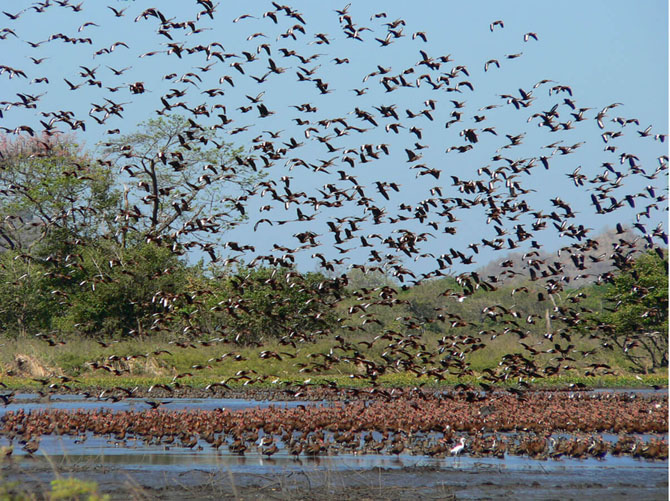 Birdwatching North Pacific Costa Rica