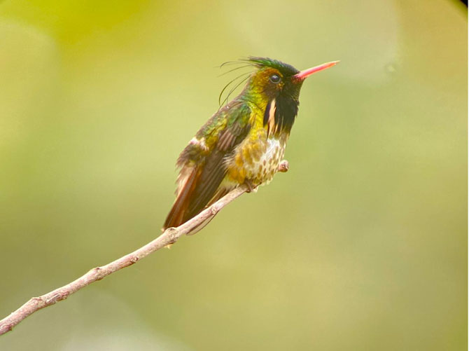 costa rica focus 2