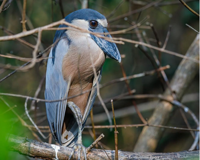 Birding Limon Costa Rica