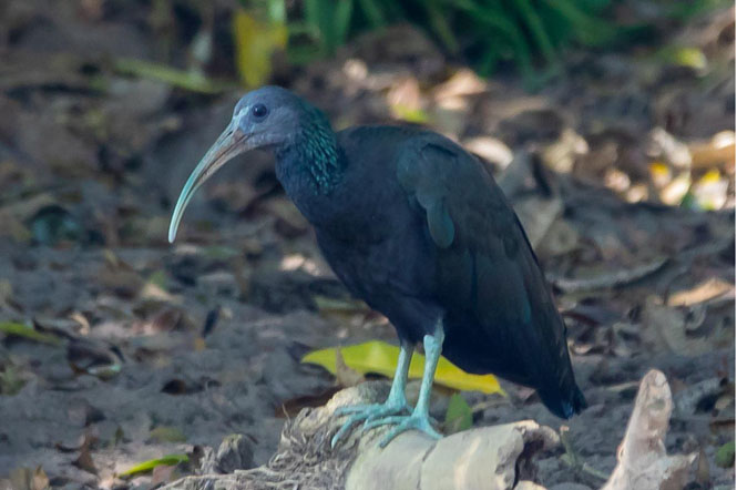 Birding the Limon Region