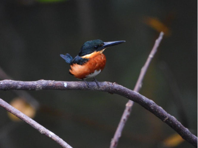 Birdwatching Limon Costa Rica