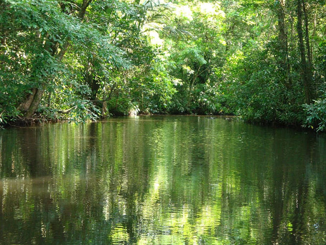 Tortuguero National Park in Limon, Costa Rica