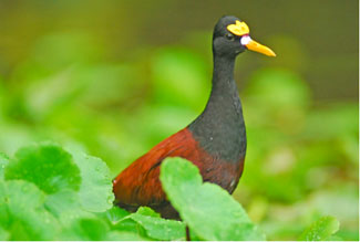 Birding the Angostura Dam and Reservoir