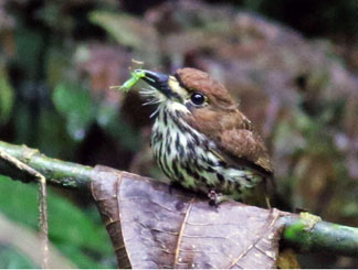 Birding Cartago Costa Rica