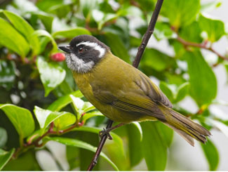 Birding Cerro de la Muerte