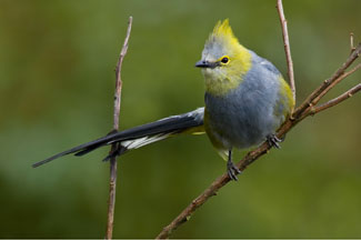 Birding Cerro de la Muerte, Cartago