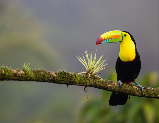 Birding Costa Rican Amphibian Research Center