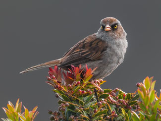 Birding Irazu Volcano National Park