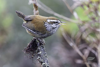 Birding Irazu Volcano National Park