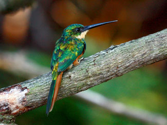 Birding the Bogarin Gardens