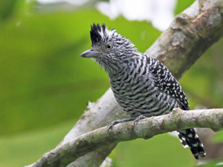 Birdwatching the Bogarin Gardens