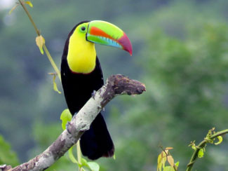 Birding La Fortuna de San Carlos, Costa Rica