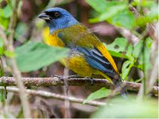 Birdwatching La Fortuna de San Carlos