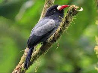 Beautiful bird in La Fortuna de San Carlos, Costa Rica