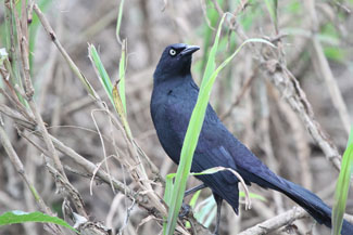 Bird in Cano Negro Wildlife Refuge