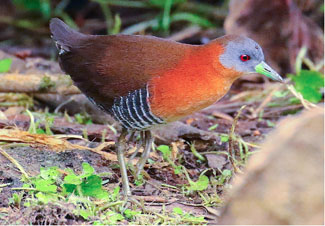 Birding Cano Negro Wildlife Refuge