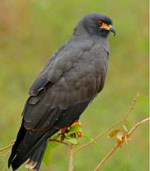 Birdwatching Cano Negro Wetlands