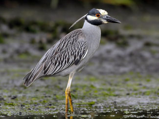 Bird Watching Cano Negro Wetlands