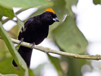 Birding La Marta Wildlife Refuge