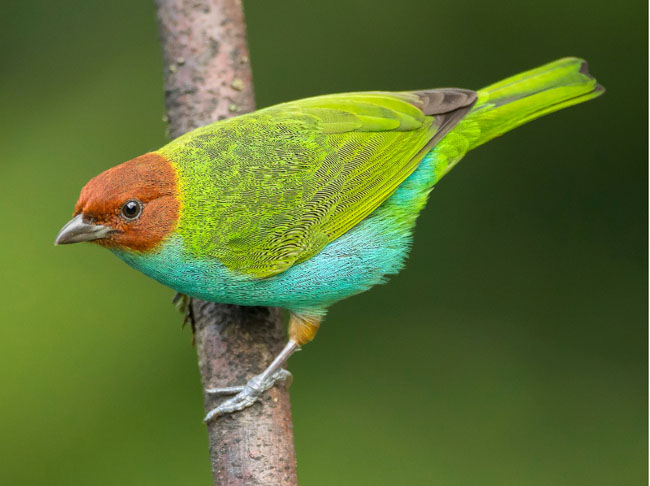 Birding Orosi Valley