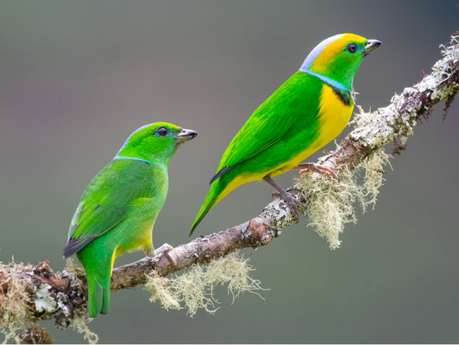 Birding Rio Macho Forest Reserve