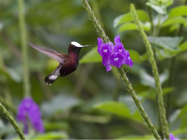 Birding Turrialba