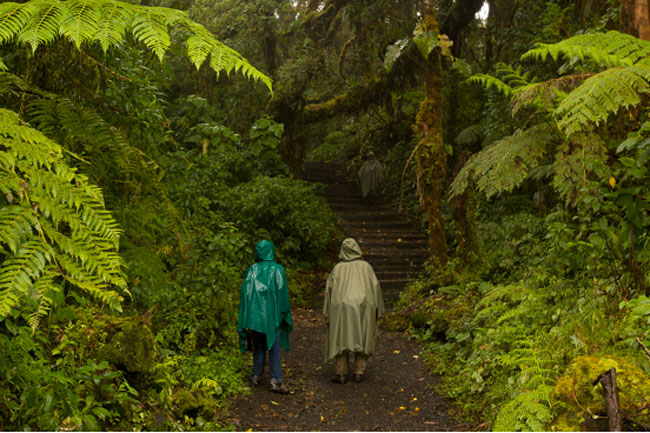 Birding Barva Volcano, Heredia, Costa Rica